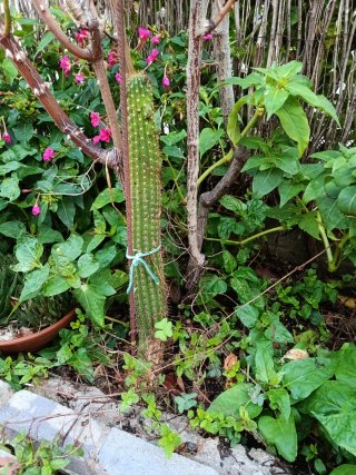 Cactus grande, sin maceta No hago envíos