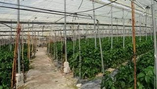 Terreno en alquiler en Motril pueblo en Motril