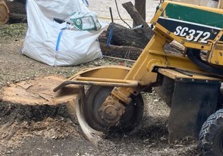 Servicio de destoconado SC372