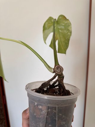 Monstera Mint
