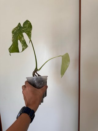 Monstera Mint