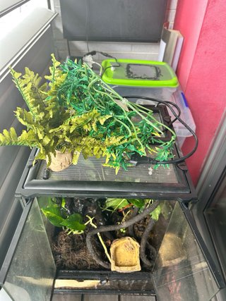 Terrario Exoterra Plantado +90 Días