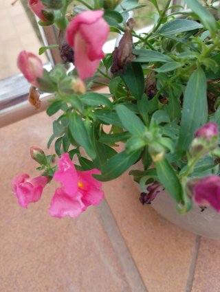 Planta con Flores en Maceta Antigua