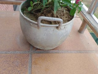 Planta con Flores en Maceta Antigua