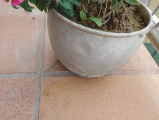Planta con Flores en Maceta Antigua