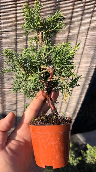 PRE BONSAI MAME MIYAMA BYAKUSHIM / SHIMPAKU