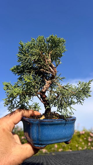 BONSAI MAME MIYAMA BYAKUSHIM / SHIMPAKU / JUNIPER