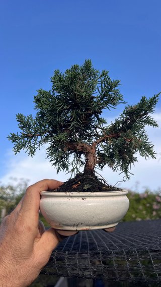 BONSAI MAME MIYAMA BYAKUSHIM / SHIMPAKU / JUNIPER