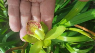 Muda de Orquídea com Botões