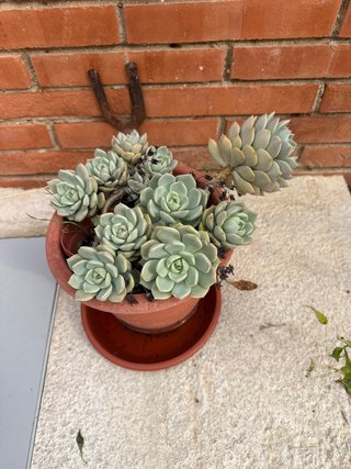 Planta Suculenta en Maceta