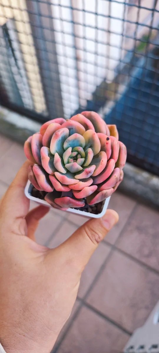 Pianta Echeveria Orange variegated colorata