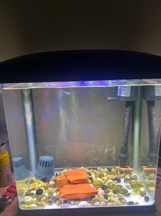Acquario con filtro e illuminazione