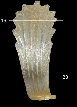 Foglia Murano Graniglia Ambra Vetro