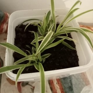 Planta de cintas