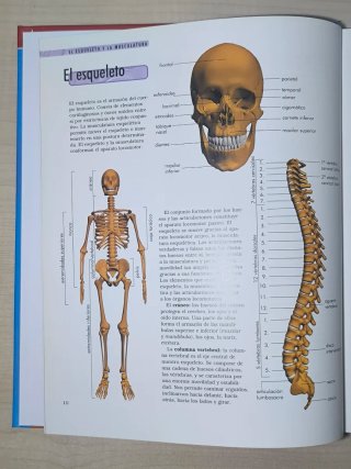 Der Körper Organe, Körpersysteme, Funktionen