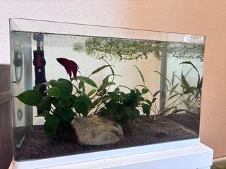 Acuario pecera Betta 20 litros