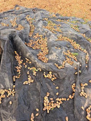 Almendros en producción