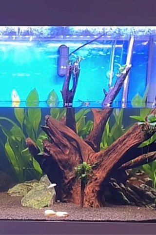 Schermo luminoso per acquario
