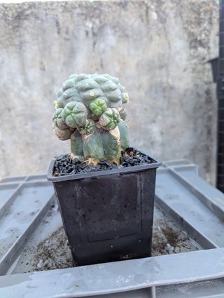 Cactus injerto cactus globular colección