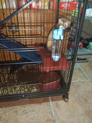 Vendo hurón con jaulon grande 200€