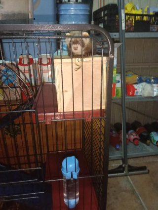Vendo hurón con jaulon grande 200€