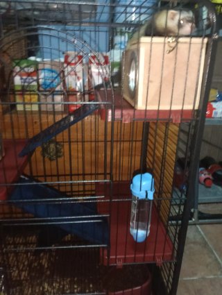Vendo hurón con jaulon grande 200€