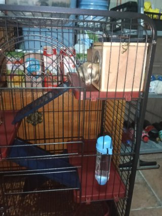 Vendo hurón con jaulon grande 200€