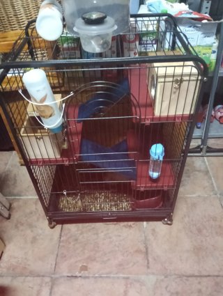 Vendo hurón con jaulon grande 200€