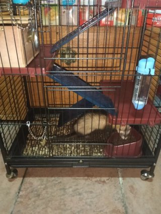 Vendo hurón con jaulon grande 200€