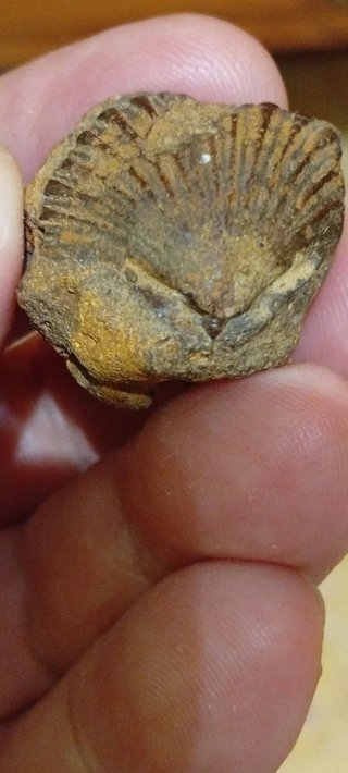 Fósil de Almeja Petrificada