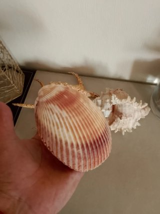 Lote conchas marinas antiguas