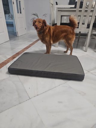 Cama ortopédica para Perro Mediano