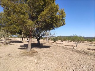 Solar en venta en Pinós
