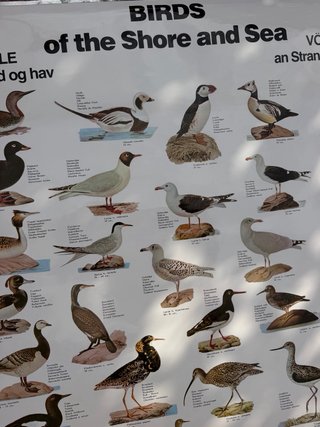 Póster Aves Marinas Birds of the Shore and Sea