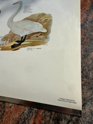 Póster Aves Marinas Birds of the Shore and Sea