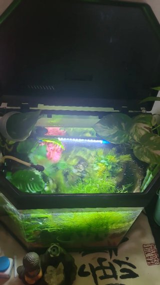 Acuario 20L