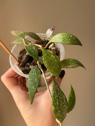 Hoya parviflora