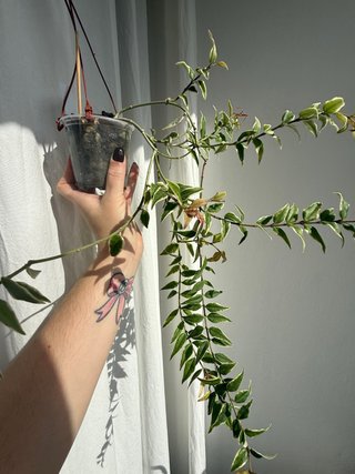 Hoya bella 'Anneke Buis' (taglio/cut)