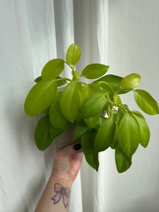 Philodendron Malay Gold