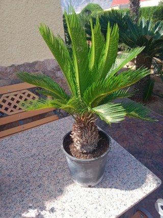Cycas revoluta en maceta