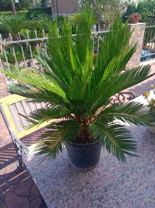 Cycas revoluta en maceta