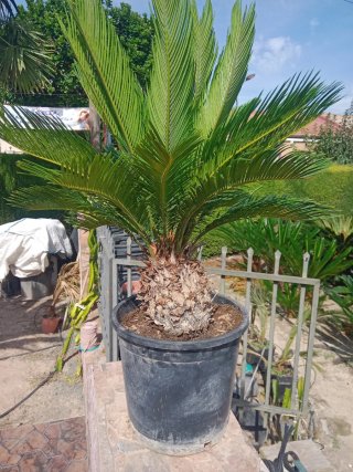 Cycas revoluta en maceta