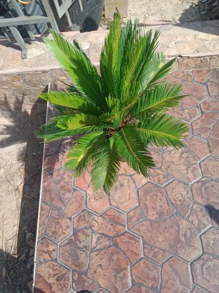 Cycas revoluta en maceta