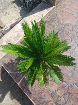 Cycas revoluta en maceta