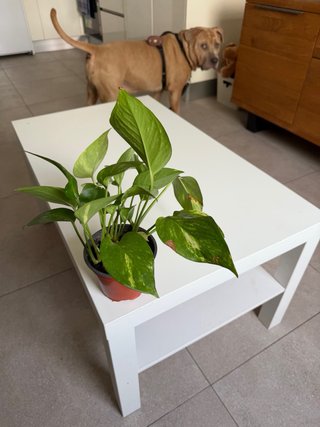 Sofá Cama Gris tela y mesa blanca Ikea de regalo