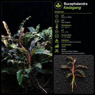 Bucephalandra Kedagang para Aquário