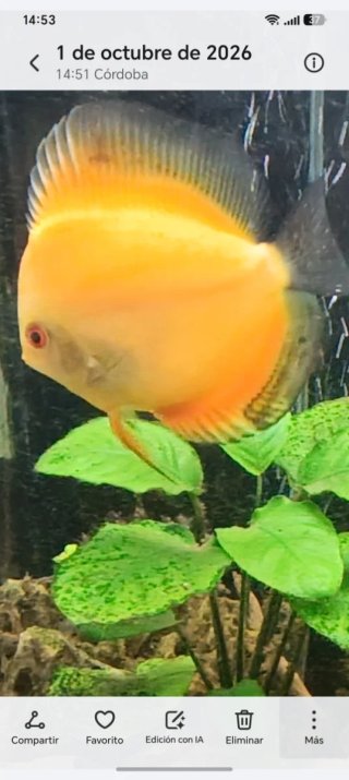 Pez disco naranja y amarillo,come muy bien