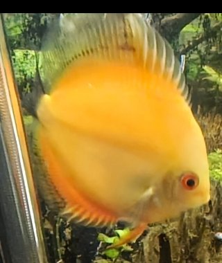 Pez disco naranja y amarillo,come muy bien