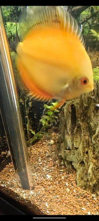 Pez disco naranja y amarillo,come muy bien