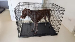 Jaula Perro Metálica Plegable 108cm